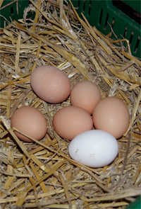 Eier